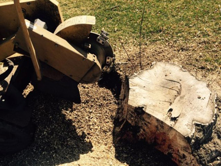 Tree Stump Removal