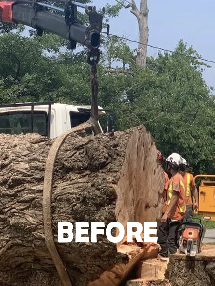 Stump Grinding